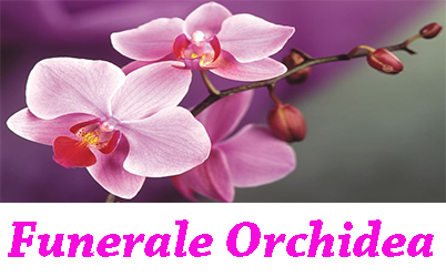 TASTO FUN ORCHIDEA
